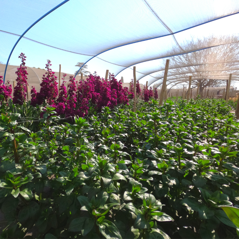 Greenhouse Photos