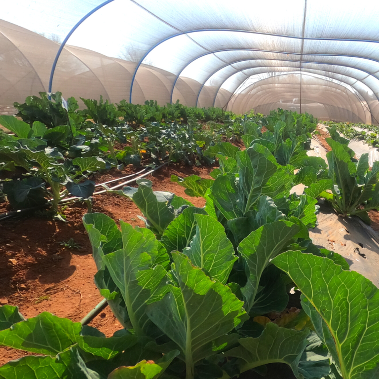 Greenhouse Photos