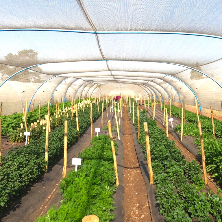 Greenhouse Photos