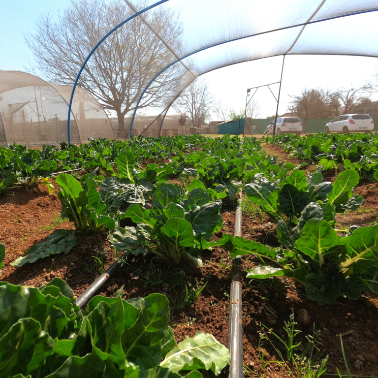 Greenhouse Photos