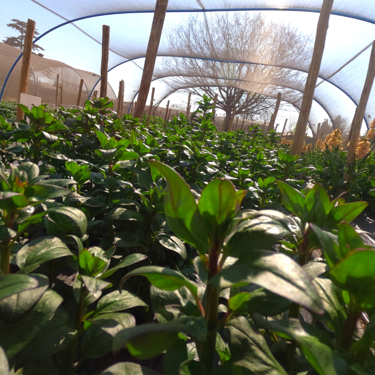 Greenhouse Photos