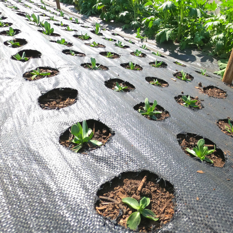 Greenhouse Photos