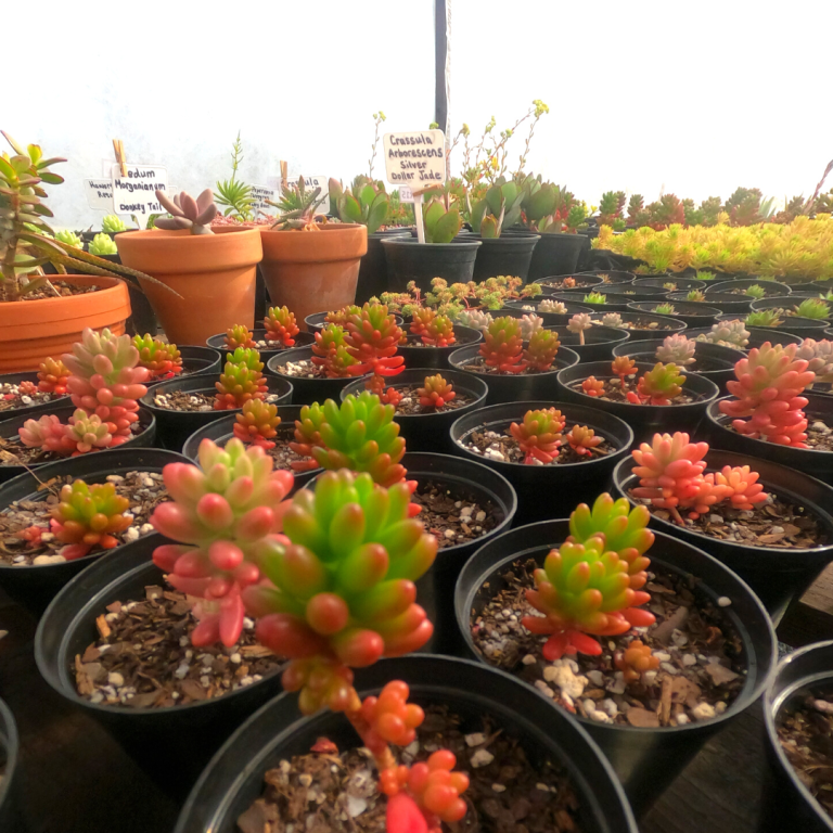 Greenhouse Photos
